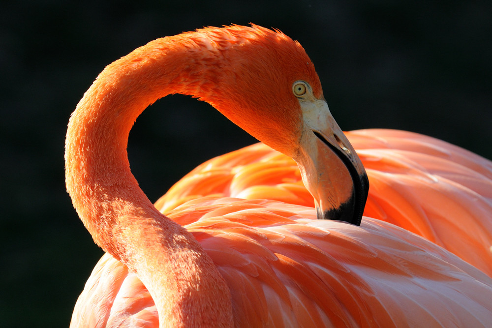 Flamingo bei der Pflege