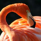 Flamingo bei der Pflege