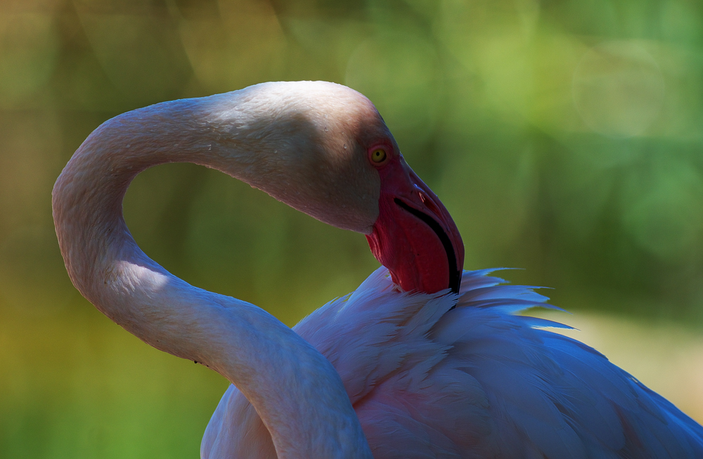 Flamingo bei der Pflege