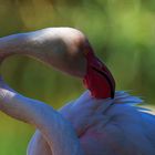 Flamingo bei der Pflege