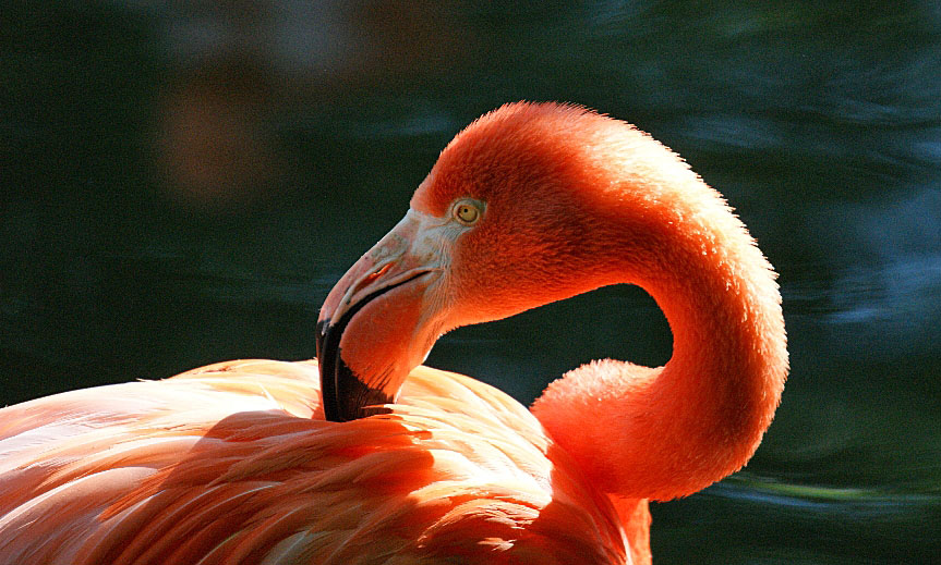 Flamingo bei "Morgenputz"