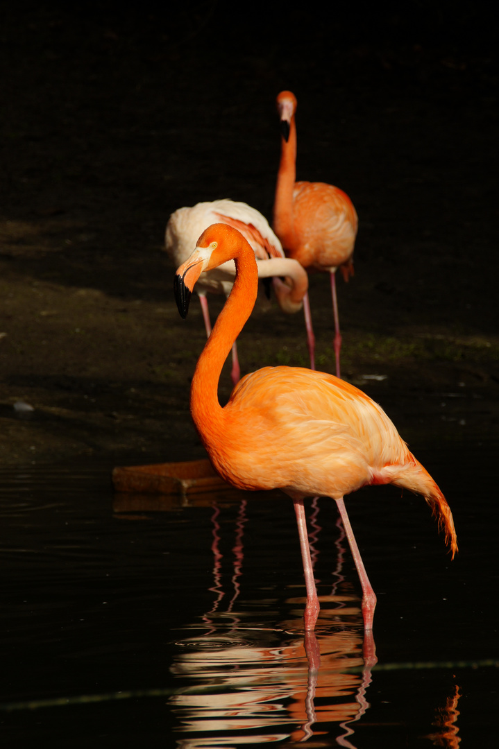 Flamingo bei untergehender Sonner