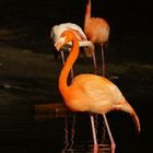 Flamingo bei untergehender Sonner