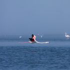 Flamingo bei Walvis Bay