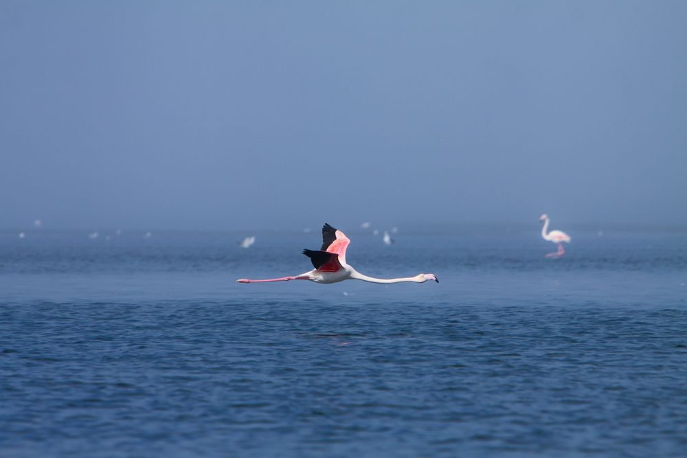 Flamingo bei Walvis Bay