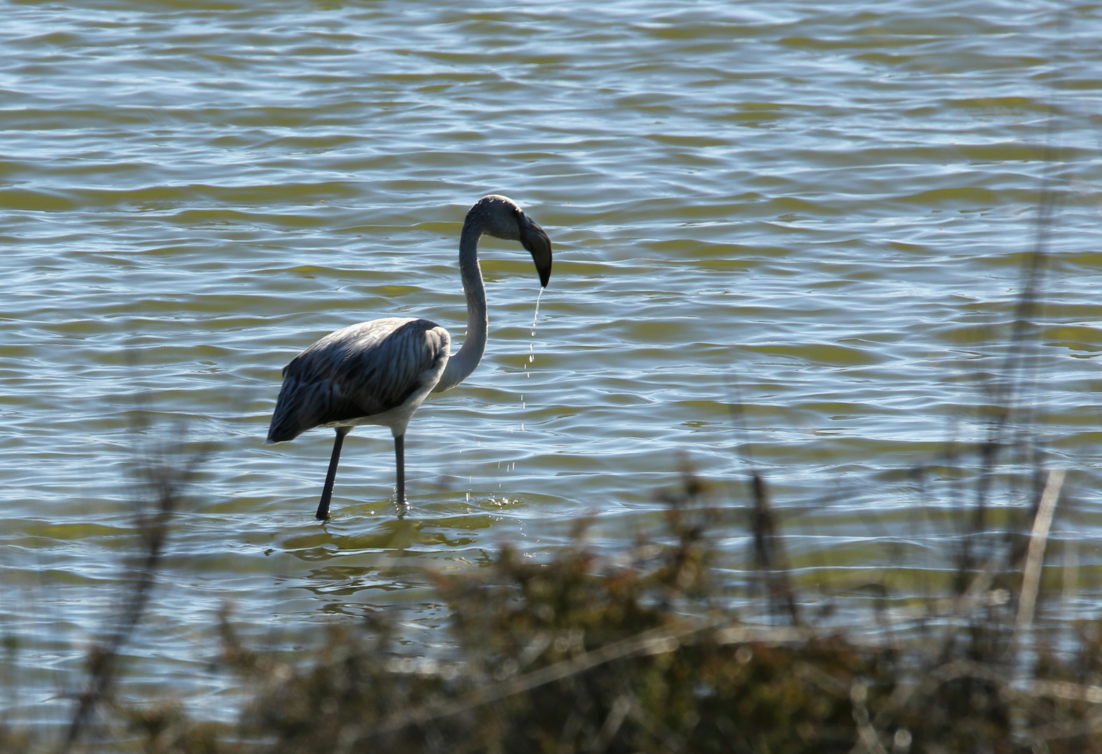 Flamingo beim Auftauchen