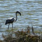 Flamingo beim Auftauchen