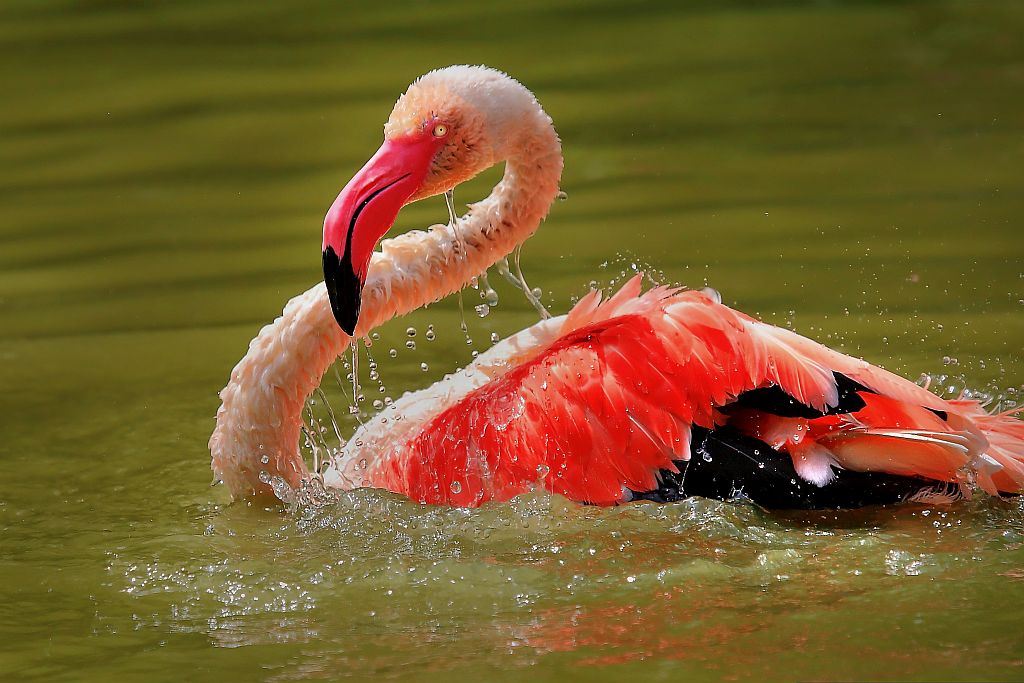 Flamingo beim Baden