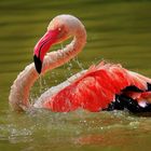 Flamingo beim Baden