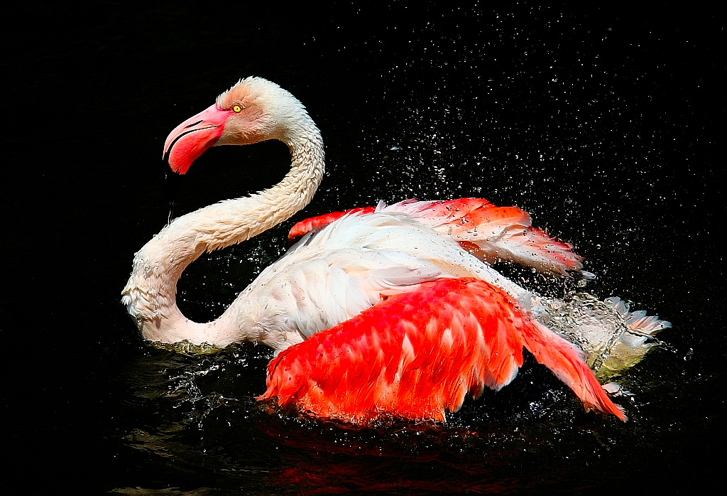 Flamingo beim Baden