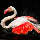 Flamingo beim Baden