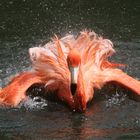 Flamingo beim Baden