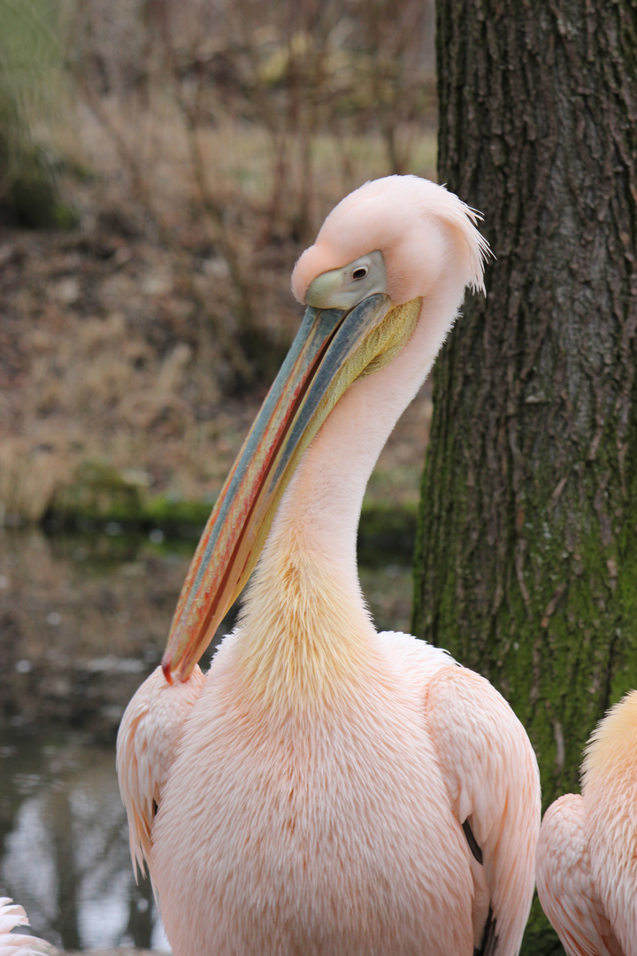 Flamingo beim der Reinigung