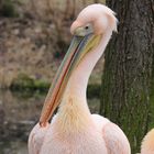 Flamingo beim der Reinigung