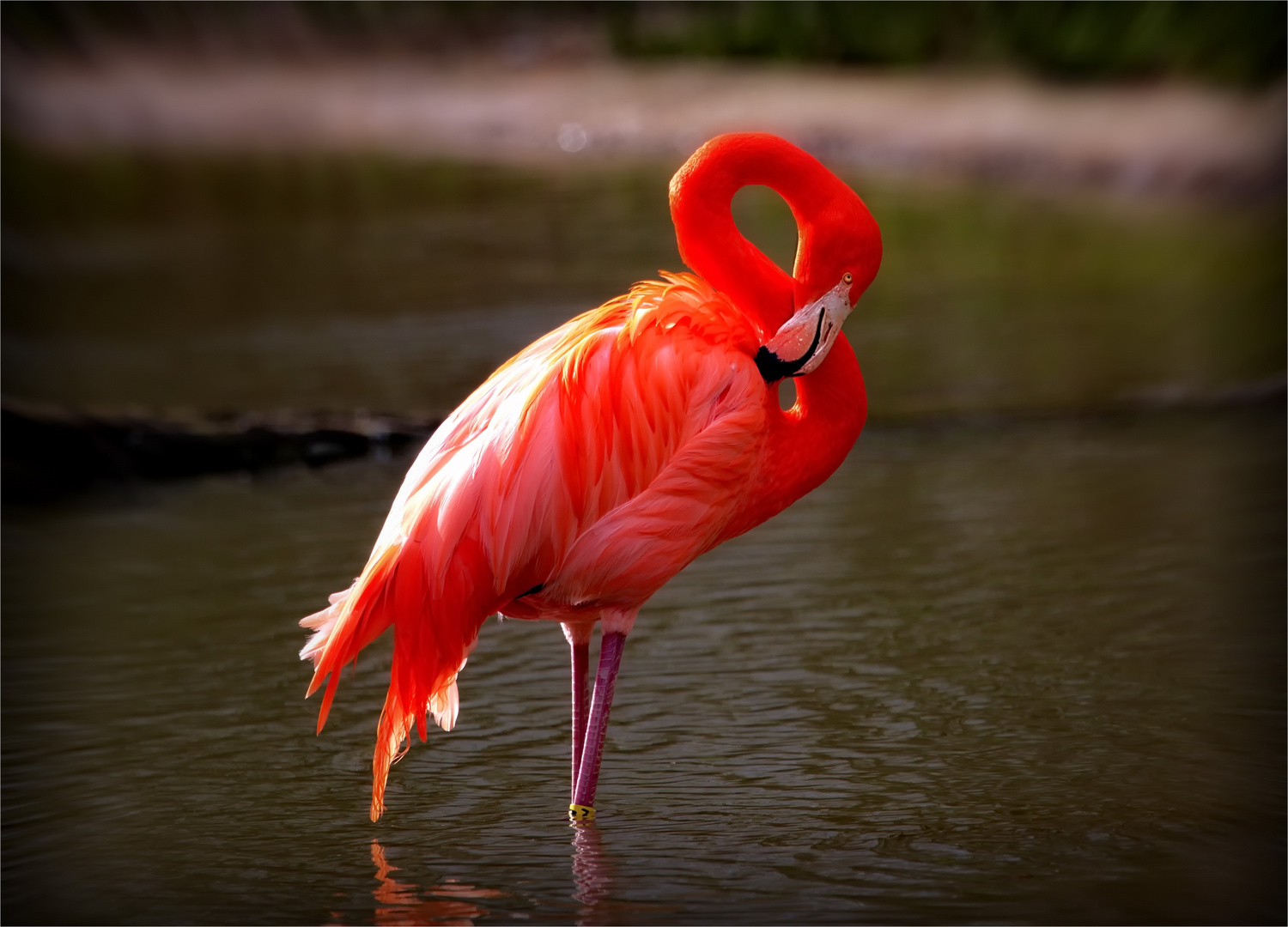 Flamingo beim flirten