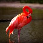 Flamingo beim flirten