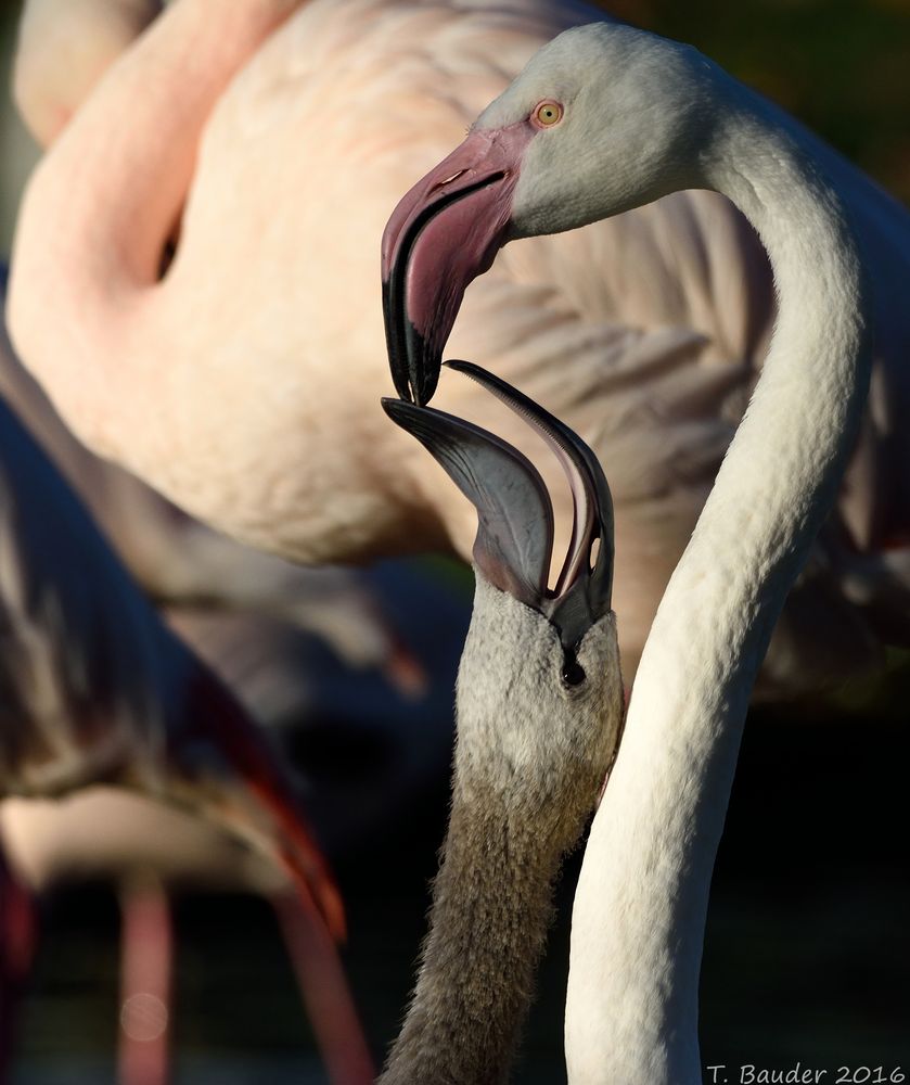 Flamingo beim Füttern des Jungen