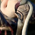 Flamingo beim Füttern des Jungen