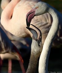 Flamingo beim Füttern des Jungen