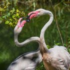 Flamingo beim Kommunizieren