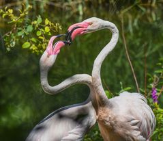 Flamingo beim Kommunizieren