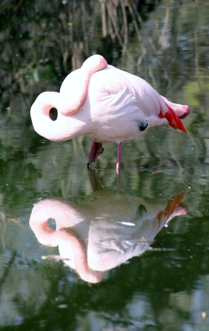 Flamingo beim Mittagsschlaf