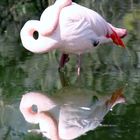 Flamingo beim Mittagsschlaf