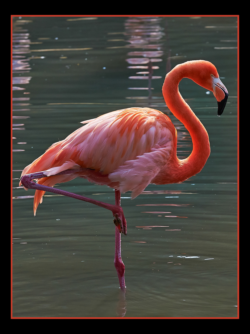 Flamingo beim Morgenbad