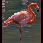 Flamingo beim Morgenbad