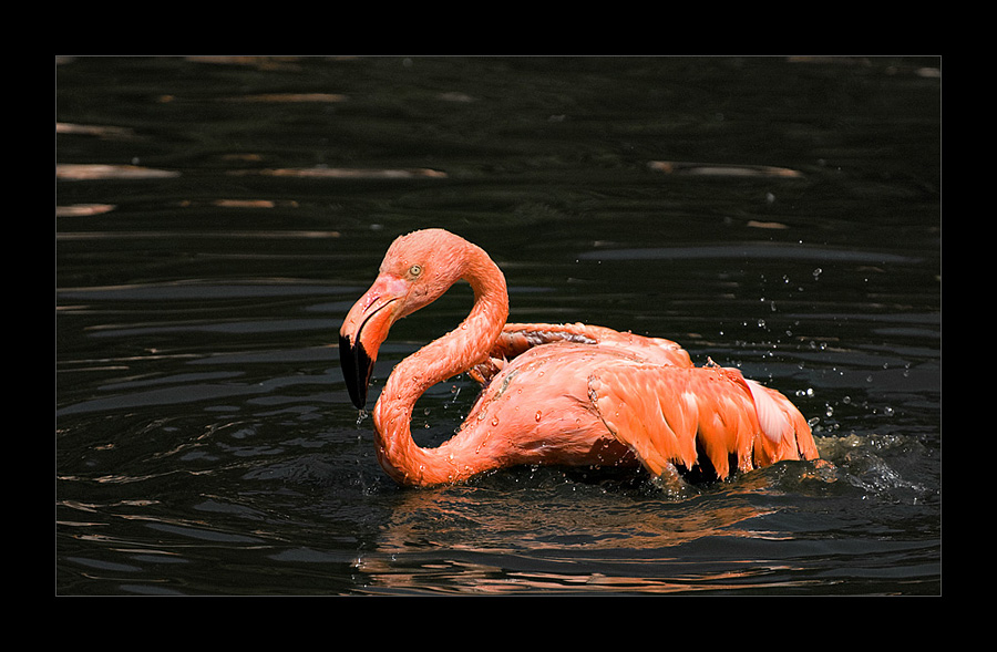 Flamingo beim Planschen