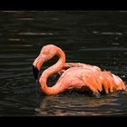 Flamingo beim Planschen