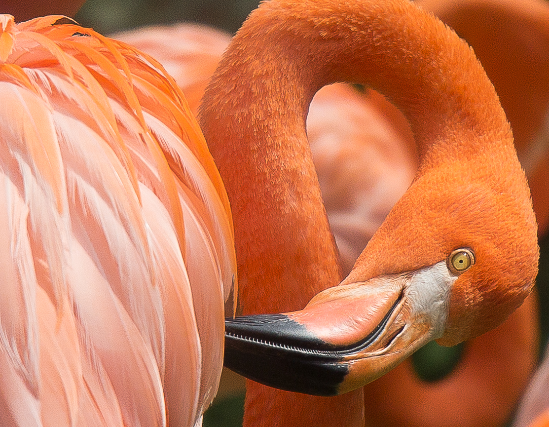 Flamingo beim Putzen