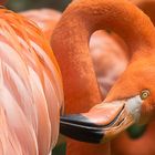 Flamingo beim Putzen