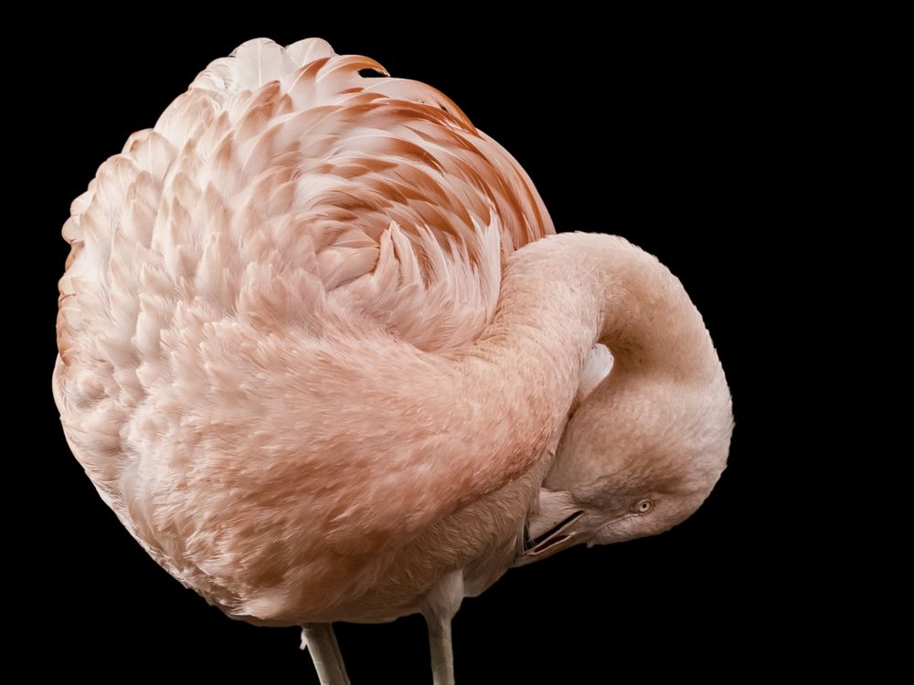 Flamingo beim Putzen