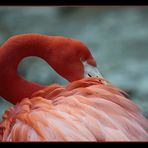 Flamingo beim Putzen