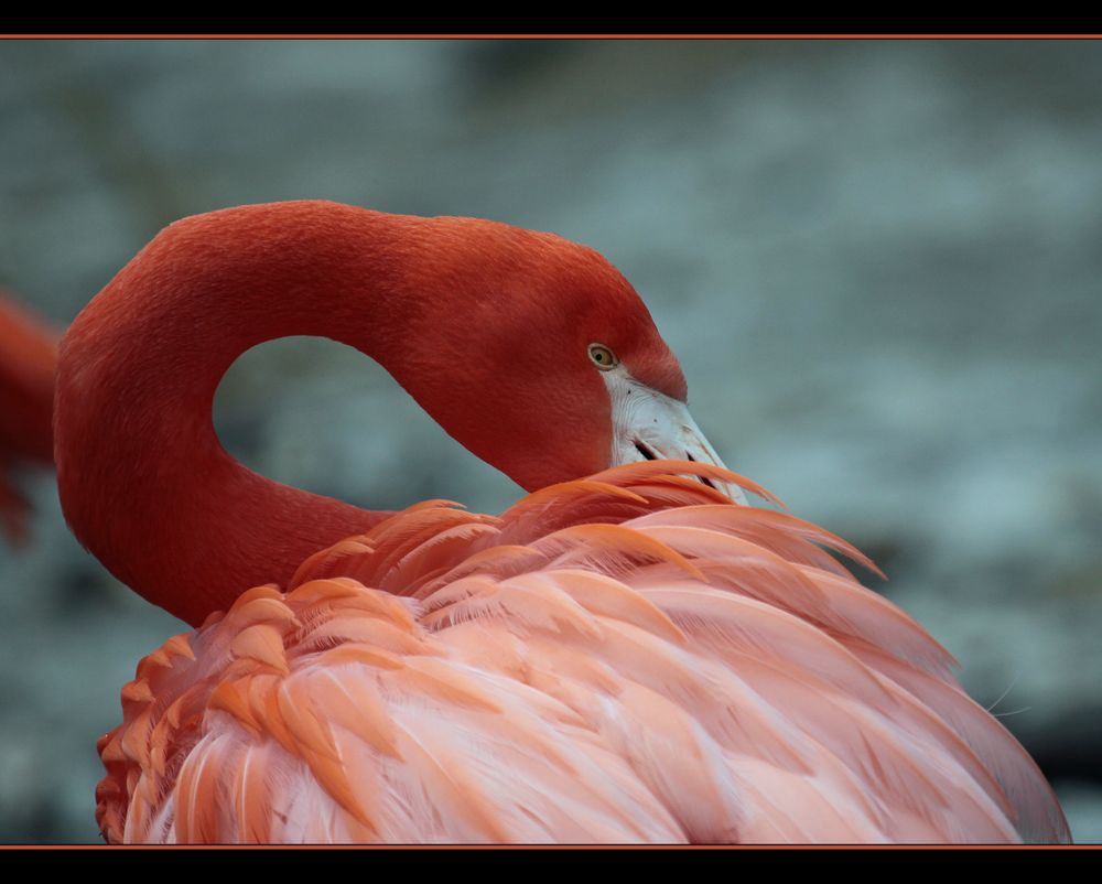 Flamingo beim Putzen