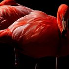 Flamingo beim Relaxen