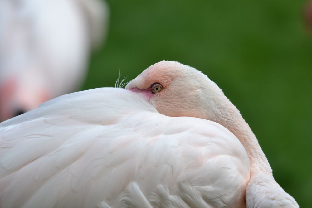 Flamingo beim Siesta mit Durchblick
