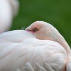 Flamingo beim Siesta mit Durchblick