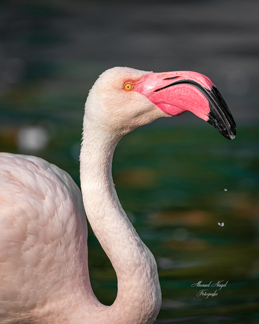 Flamingo beim Trinken