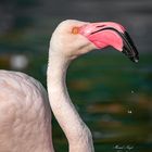 Flamingo beim Trinken