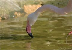 Flamingo beim Trinken