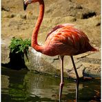 Flamingo beim Wassertreten