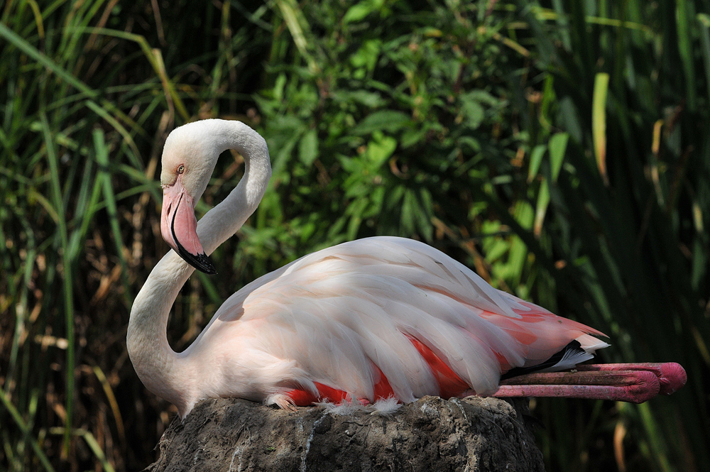 Flamingo - Bein - Einklappung