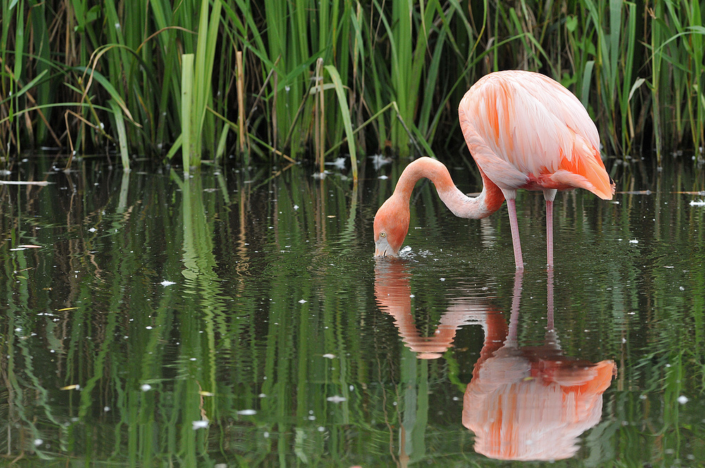 Flamingo – Beobachtung
