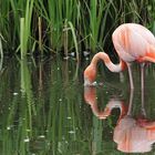 Flamingo – Beobachtung