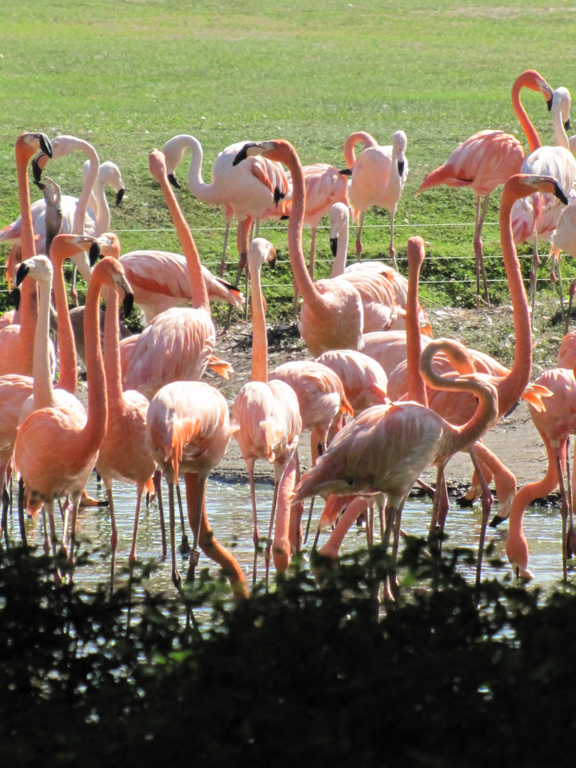 Flamingo ( Berliner- Tierpark )