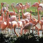 Flamingo ( Berliner- Tierpark )