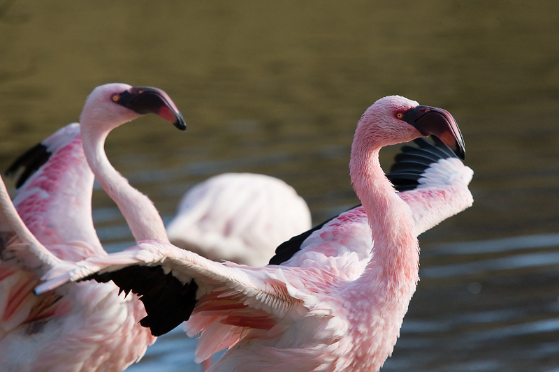 Flamingo birds