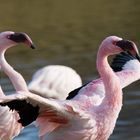 Flamingo birds